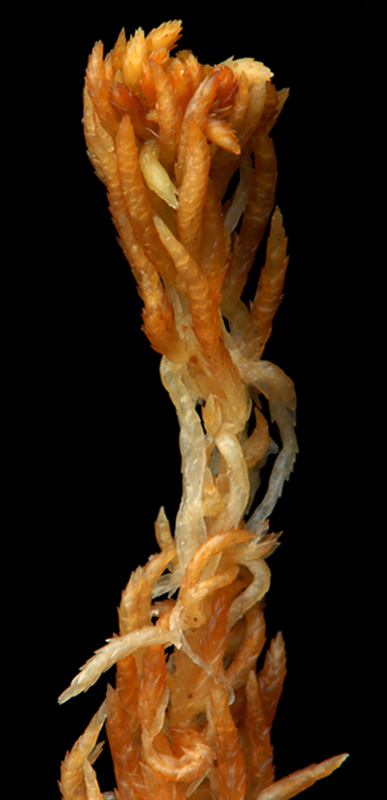Sphagnum concinnum